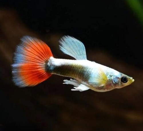 Guppy Santa Claus